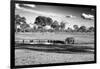 Awesome South Africa Collection B&W - Savannah View with one Black Rhino-Philippe Hugonnard-Framed Photographic Print