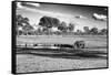 Awesome South Africa Collection B&W - Savannah View with one Black Rhino-Philippe Hugonnard-Framed Stretched Canvas