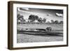 Awesome South Africa Collection B&W - Savannah View with one Black Rhino-Philippe Hugonnard-Framed Photographic Print