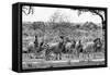 Awesome South Africa Collection B&W - Six Zebras on Savanna-Philippe Hugonnard-Framed Stretched Canvas