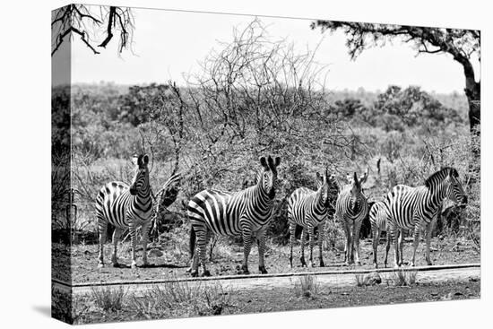 Awesome South Africa Collection B&W - Six Zebras on Savanna-Philippe Hugonnard-Stretched Canvas