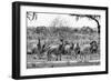 Awesome South Africa Collection B&W - Six Zebras on Savanna-Philippe Hugonnard-Framed Photographic Print