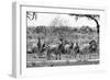 Awesome South Africa Collection B&W - Six Zebras on Savanna-Philippe Hugonnard-Framed Photographic Print