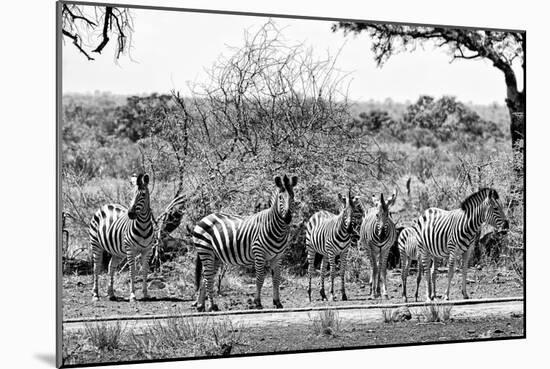 Awesome South Africa Collection B&W - Six Zebras on Savanna-Philippe Hugonnard-Mounted Photographic Print
