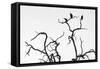 Awesome South Africa Collection B&W - Three Cape Vultures on Acacia Tree III-Philippe Hugonnard-Framed Stretched Canvas