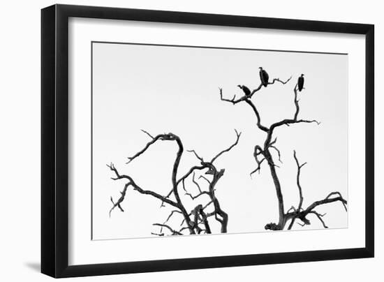 Awesome South Africa Collection B&W - Three Cape Vultures on Acacia Tree III-Philippe Hugonnard-Framed Photographic Print