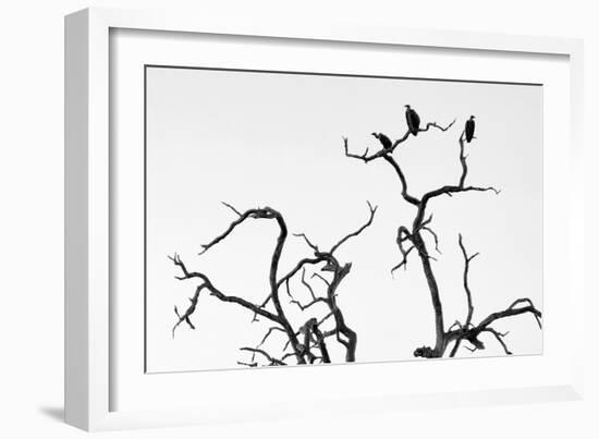 Awesome South Africa Collection B&W - Three Cape Vultures on Acacia Tree III-Philippe Hugonnard-Framed Photographic Print