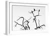 Awesome South Africa Collection B&W - Three Cape Vultures on Acacia Tree III-Philippe Hugonnard-Framed Photographic Print