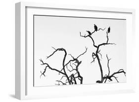 Awesome South Africa Collection B&W - Three Cape Vultures on Acacia Tree III-Philippe Hugonnard-Framed Photographic Print