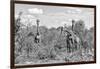 Awesome South Africa Collection B&W - Three Giraffes in the African Savannah-Philippe Hugonnard-Framed Photographic Print