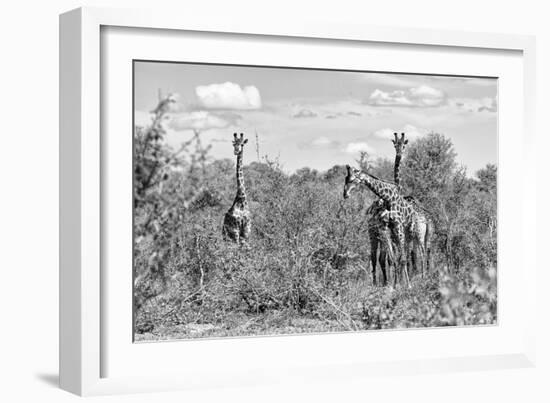 Awesome South Africa Collection B&W - Three Giraffes in the African Savannah-Philippe Hugonnard-Framed Photographic Print