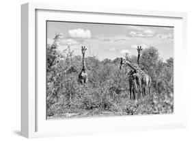 Awesome South Africa Collection B&W - Three Giraffes in the African Savannah-Philippe Hugonnard-Framed Photographic Print