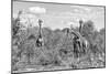 Awesome South Africa Collection B&W - Three Giraffes in the African Savannah-Philippe Hugonnard-Mounted Photographic Print