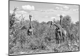 Awesome South Africa Collection B&W - Three Giraffes in the African Savannah-Philippe Hugonnard-Mounted Photographic Print