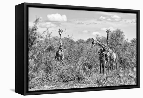 Awesome South Africa Collection B&W - Three Giraffes in the African Savannah-Philippe Hugonnard-Framed Stretched Canvas