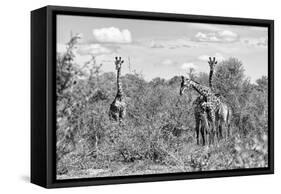 Awesome South Africa Collection B&W - Three Giraffes in the African Savannah-Philippe Hugonnard-Framed Stretched Canvas