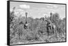 Awesome South Africa Collection B&W - Three Giraffes in the African Savannah-Philippe Hugonnard-Framed Stretched Canvas