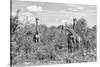 Awesome South Africa Collection B&W - Three Giraffes in the African Savannah-Philippe Hugonnard-Stretched Canvas
