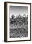 Awesome South Africa Collection B&W - Trio of Common Zebras II-Philippe Hugonnard-Framed Photographic Print