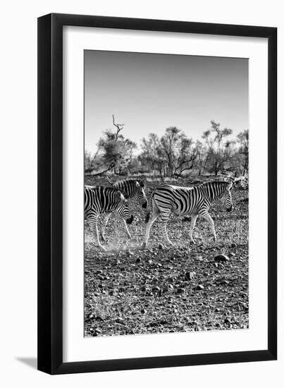 Awesome South Africa Collection B&W - Trio of Common Zebras II-Philippe Hugonnard-Framed Photographic Print