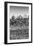 Awesome South Africa Collection B&W - Trio of Common Zebras II-Philippe Hugonnard-Framed Photographic Print