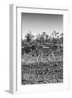 Awesome South Africa Collection B&W - Trio of Common Zebras II-Philippe Hugonnard-Framed Photographic Print