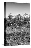 Awesome South Africa Collection B&W - Trio of Common Zebras II-Philippe Hugonnard-Stretched Canvas