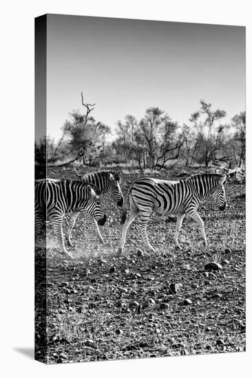 Awesome South Africa Collection B&W - Trio of Common Zebras II-Philippe Hugonnard-Stretched Canvas