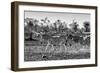 Awesome South Africa Collection B&W - Trio of Common Zebras III-Philippe Hugonnard-Framed Photographic Print