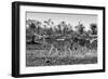 Awesome South Africa Collection B&W - Trio of Common Zebras III-Philippe Hugonnard-Framed Photographic Print