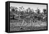 Awesome South Africa Collection B&W - Trio of Common Zebras III-Philippe Hugonnard-Framed Stretched Canvas