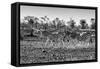 Awesome South Africa Collection B&W - Trio of Common Zebras-Philippe Hugonnard-Framed Stretched Canvas