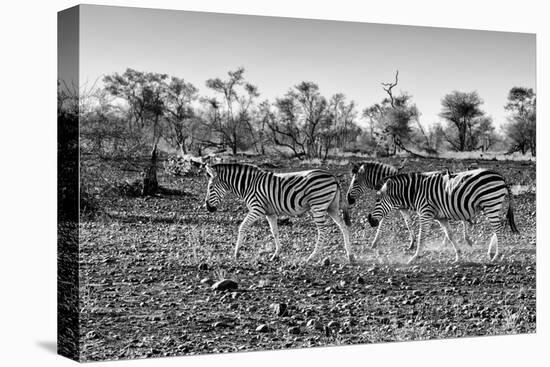 Awesome South Africa Collection B&W - Trio of Common Zebras-Philippe Hugonnard-Stretched Canvas