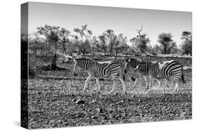 Awesome South Africa Collection B&W - Trio of Common Zebras-Philippe Hugonnard-Stretched Canvas