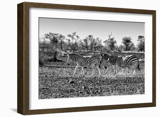 Awesome South Africa Collection B&W - Trio of Common Zebras-Philippe Hugonnard-Framed Photographic Print