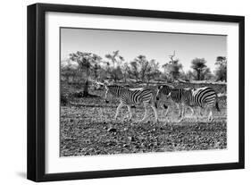 Awesome South Africa Collection B&W - Trio of Common Zebras-Philippe Hugonnard-Framed Photographic Print