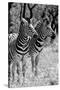 Awesome South Africa Collection B&W - Two Burchell's Zebras II-Philippe Hugonnard-Stretched Canvas