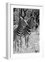 Awesome South Africa Collection B&W - Two Burchell's Zebras II-Philippe Hugonnard-Framed Photographic Print