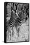 Awesome South Africa Collection B&W - Two Burchell's Zebras II-Philippe Hugonnard-Framed Stretched Canvas