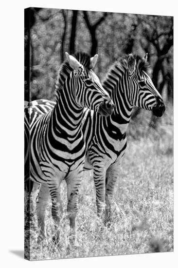 Awesome South Africa Collection B&W - Two Burchell's Zebras II-Philippe Hugonnard-Stretched Canvas