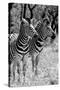 Awesome South Africa Collection B&W - Two Burchell's Zebras II-Philippe Hugonnard-Stretched Canvas