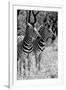 Awesome South Africa Collection B&W - Two Burchell's Zebras II-Philippe Hugonnard-Framed Photographic Print