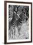 Awesome South Africa Collection B&W - Two Burchell's Zebras II-Philippe Hugonnard-Framed Photographic Print