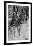 Awesome South Africa Collection B&W - Two Burchell's Zebras II-Philippe Hugonnard-Framed Photographic Print