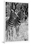 Awesome South Africa Collection B&W - Two Burchell's Zebras II-Philippe Hugonnard-Framed Photographic Print