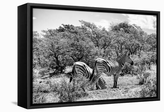 Awesome South Africa Collection B&W - Two Burchell's Zebras III-Philippe Hugonnard-Framed Stretched Canvas