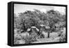 Awesome South Africa Collection B&W - Two Burchell's Zebras III-Philippe Hugonnard-Framed Stretched Canvas
