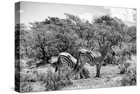 Awesome South Africa Collection B&W - Two Burchell's Zebras III-Philippe Hugonnard-Stretched Canvas