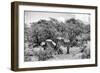 Awesome South Africa Collection B&W - Two Burchell's Zebras III-Philippe Hugonnard-Framed Photographic Print