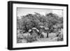 Awesome South Africa Collection B&W - Two Burchell's Zebras III-Philippe Hugonnard-Framed Photographic Print